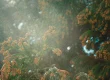 Cedar pollen plume in Austin, TX