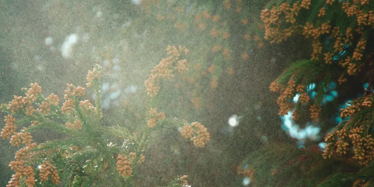 cedar-pollen_austin_tx Cedar pollen plume in Austin, TX