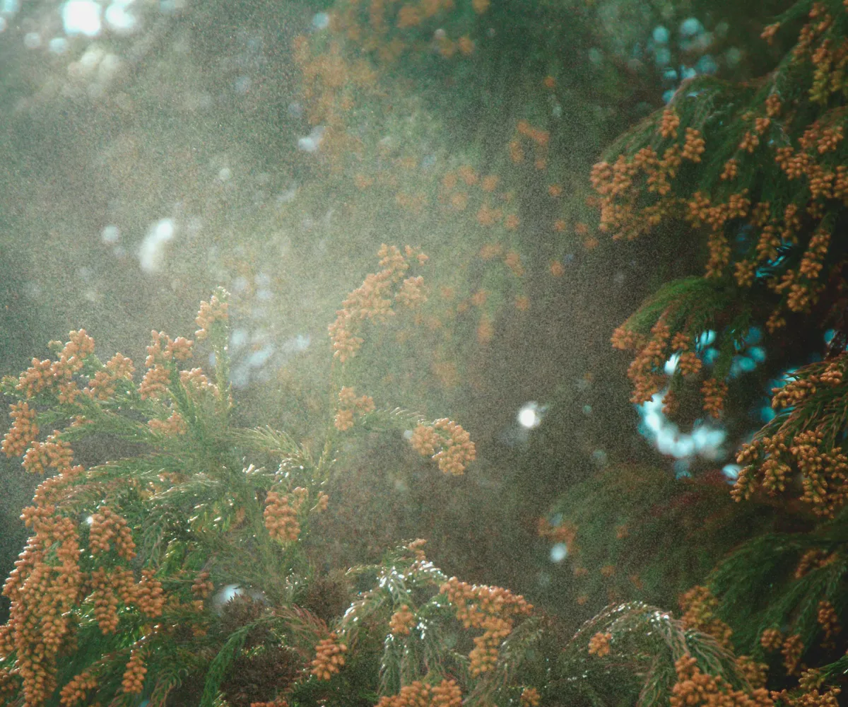 Cedar pollen plume in Austin TX
